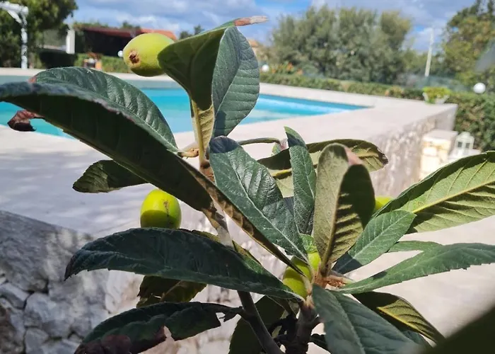 招待所 Leale 普利米里欧